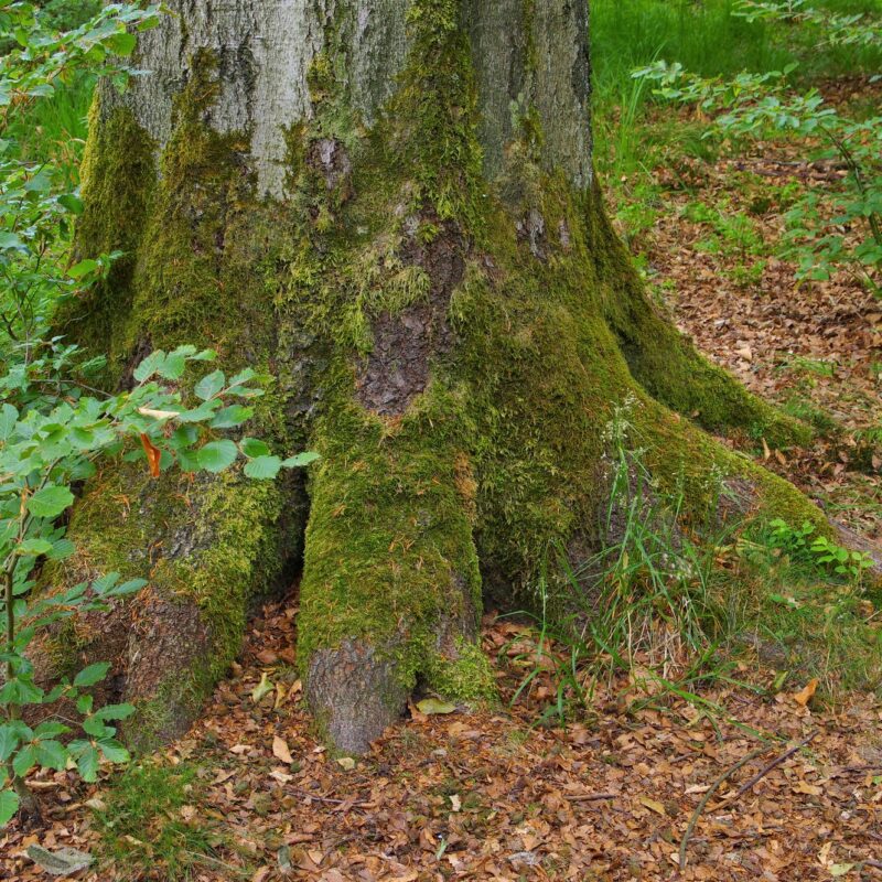 Large tree roots spreading at the base of a trunk