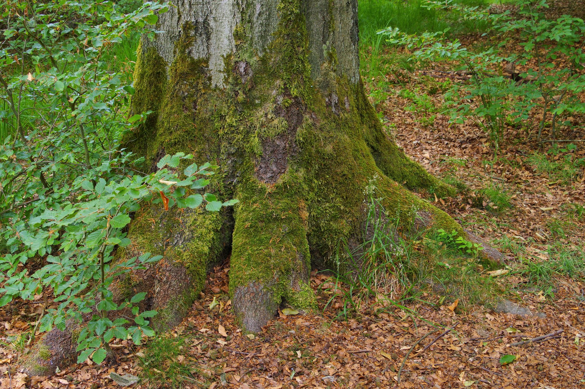 Large tree roots spreading at the base of a trunk